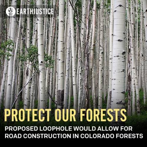 PROTECT COLORADO’S FORESTS: National and local conservation groups are calling on the U.S. For