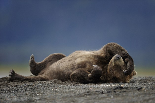 nubbsgalore: napping bear. or, melodramatic thespian bear.  photos by olav thokle in alask