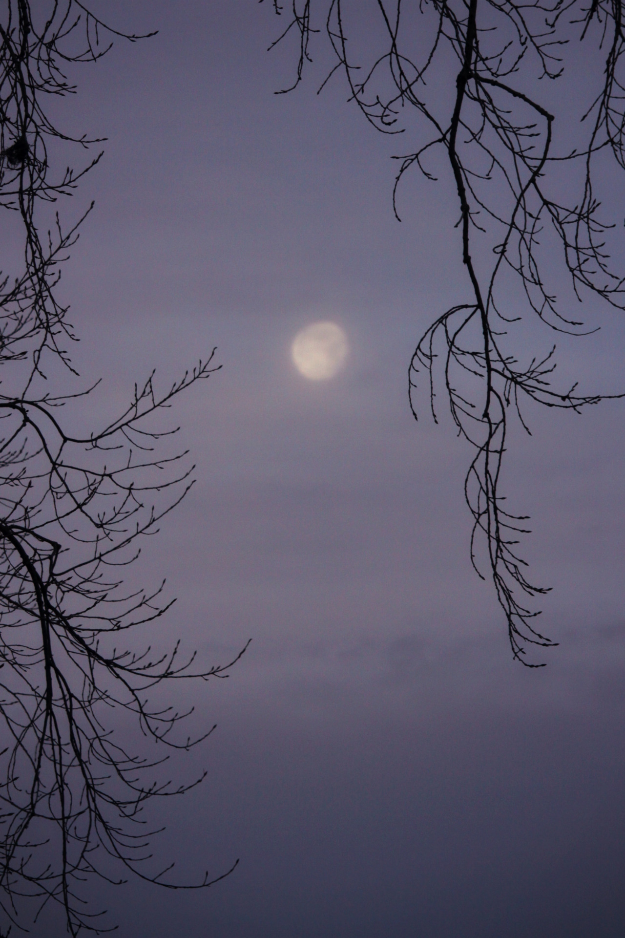 walking-geema:  …..Christmas Moon
