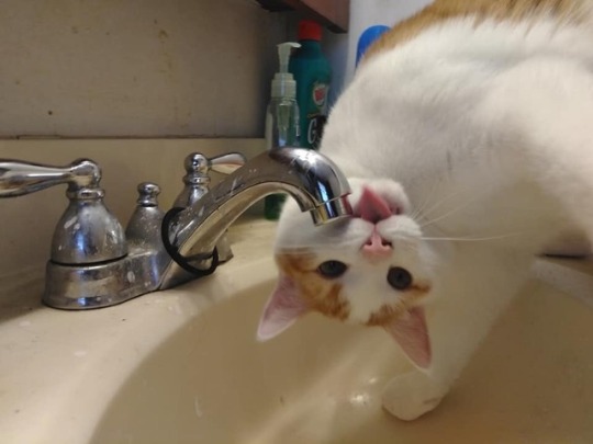 kitty:  