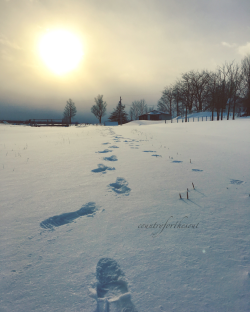 countryforthesoul:Afternoon strolls with