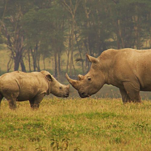 Happy #RhinoFriday Fam! These amazing animals are having a hard time and need our help through organ