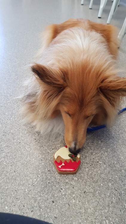 Atticus and I had to work all day today so I let him open his secret santa gifts! Thank you @blueboy