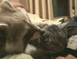 th3animal101:  Banjo The Raccoon Is Really In Love With This Grumpy Cat http://th3pictures.com/r/2vc5q   This is not a grumpy cat. It is part of a series of gifs where a cats best friend is taking care of him as he dies of cancer, never leaving his side