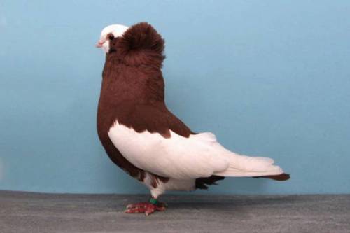 norma-bara: lacommunedeparis: m4levich: earthlynation: Fancy Pigeon Appreciation. Source lacommun