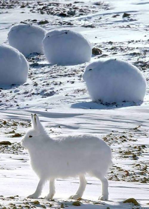 mutant-distraction:Arctic Hares. 