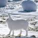 mutant-distraction:Arctic Hares. 