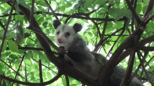  Today’s Possum of the Day has been brought to you by: Shade!