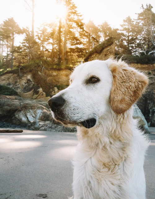 This was such a beautiful and relaxing morning. Just me and this big goof with the beach all to ours