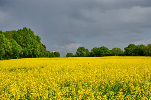 1) The rape blossom is coming to an end. Here are two quick series of pictures before it is over