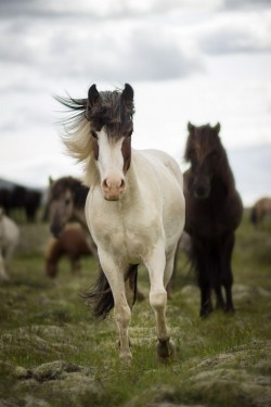 llbwwb:  For the horse lovers:) (via 500px / Hestur by Anna Sigurðardóttir) 