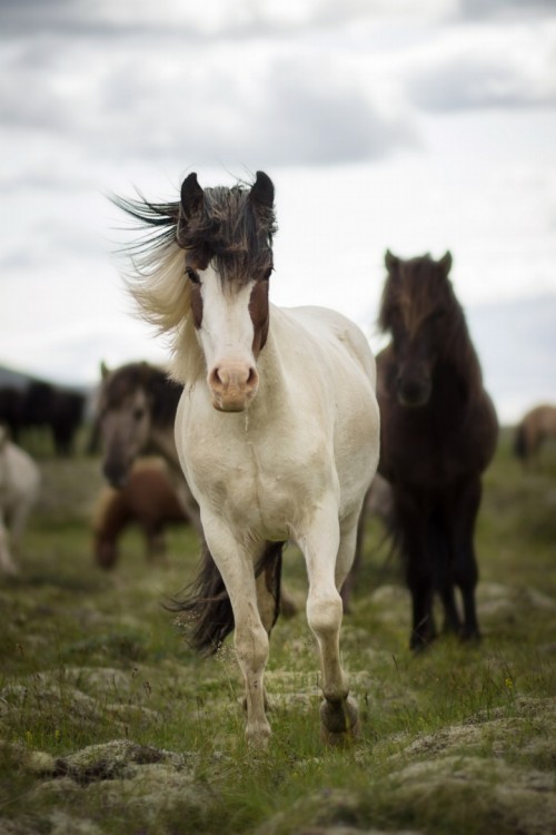 earthandanimals:   Icelandic Horses by Anna Sigurðardóttir  