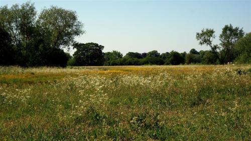 yorksnapshots:In the Meadow,