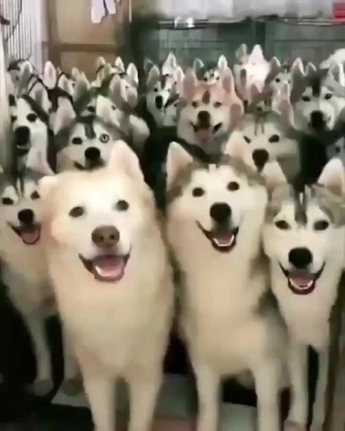 awwww-cute:Huskies overload (Source: https://ift.tt/2seq4eS)