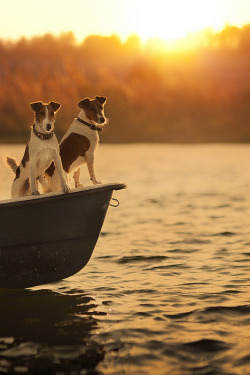 canislupvs:  brothers... - by: Elena Shumilova