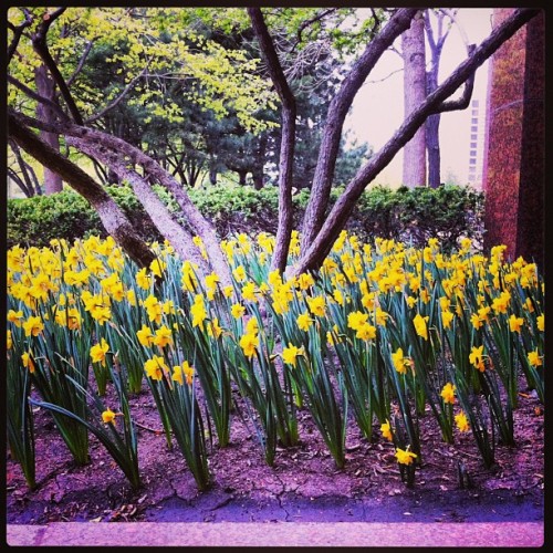 XXX Lean wit it! #tulips #flowers #springtime photo