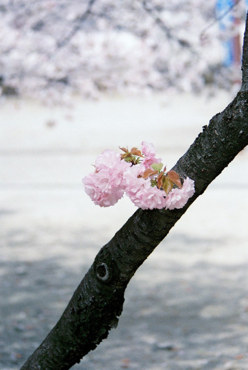 a double‐flowered cherrytaken on 2014/4/2.PENTAX MZ-3, FA 80-320mm F4.5-5.6 @200mm, FUJIFILM SUPERIA