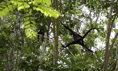 jesselstrom:  Air Jordan, even the moneys want to be like Mike. -Tikal, Guatemala (09/07/14)