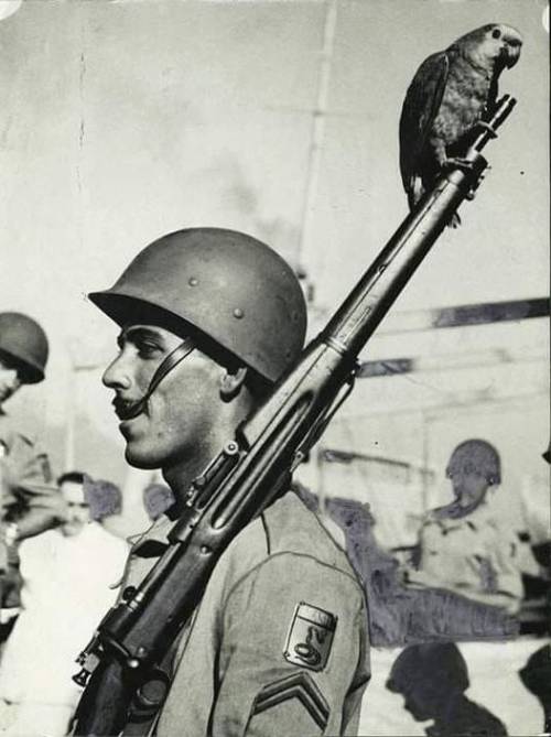 A Soldier of FEB( Força Expedicionária Brasileira ) with a parrot in your gun. In 1945.