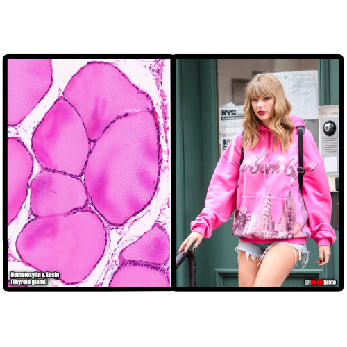 Taylor Swift as Histological Stains, a thread i♡histo 