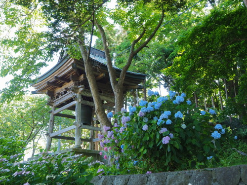 善光寺の紫陽花。