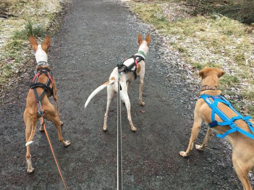 The gang’s all here&ndash; Sam, Dino &amp; Brock.