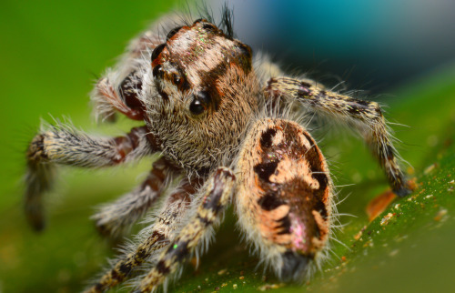 Subadult female Phidippus Otiosus (repost)One of my favorite sessions, and spiders, I’ve ever dealt 