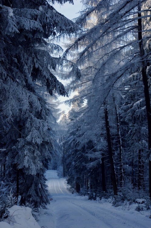 theroseminusblack:I went skiing today in this beautiful winter wonderland