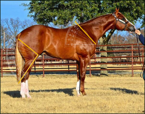 Blue roan quarter horse stallion