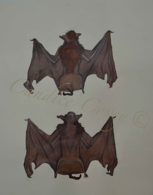 candicecovey:Bat Illustration, at Burke Museum July 11, 2013