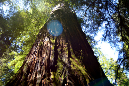 The Redwood Forest 