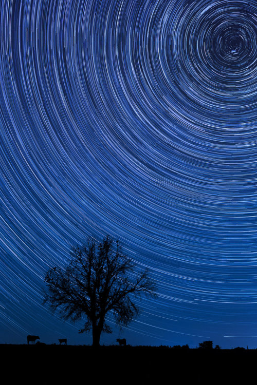 senerii:  Dead Tree Silhouette Star Trails by ~ejmcgowan
