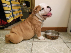 thecutestofthecute:  cloverthebulldog:  Sometimes after a long walk, I just need to chill out. Ice cubes and linoleum make me a happy puppy!   look at this little potato OMG