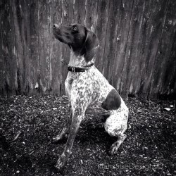 Kianzabe-Designs:  Bo, The Handsome German Shorthaired Pointer. ❤️