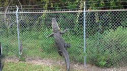 nervous-neon:  starcevic:  stunningpicture:  In Florida, we may not have winter, but we DO have this…  gator is coming  he just wants a better view