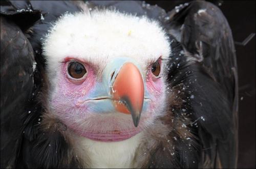 greenwire:beautifulklicks:White-headed vulture in the snowBY Evey-Eyes   |   i know i parked around 