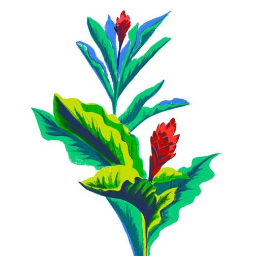 Plant study. #costarica #travel #drawing (at Uvita, Puntarenas, Costa Rica)