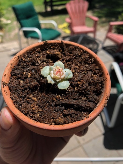 Just got these two babies potted, Look at em grow