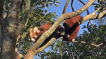 amphritritel: thenatsdorf: Red panda triplets explore their outdoor habitat for the first time. [full video]  @l0nelycousin 