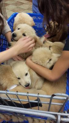 awwww-cute:  Shopping cart of omg awwwwwww