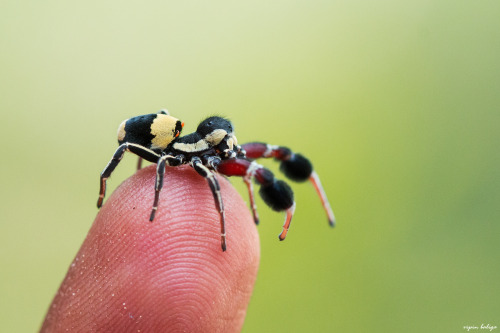 bugsrfckdup:onenicebugperday: Male tufted social velvet spider, Stegodyphus tibialis, Eresidae 