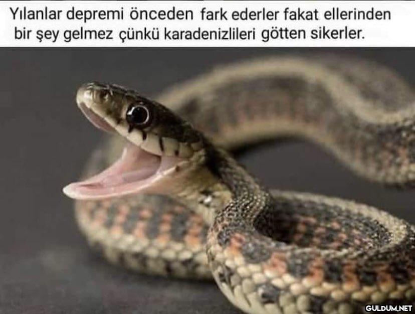 Yılanlar depremi önceden...