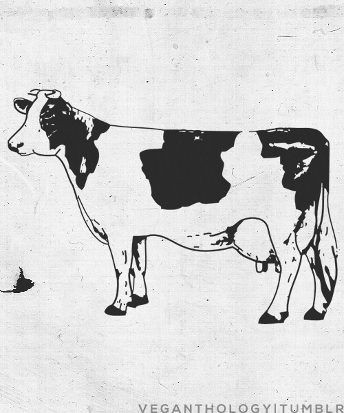 vegancumbucket:  dairy is for fools 