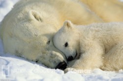 fuckyeahbearsbearsbears:  Polar bears use