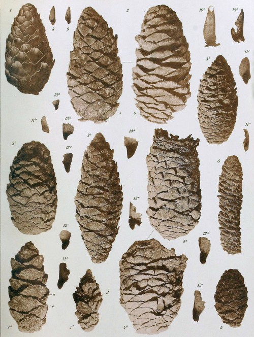 ENGELHARDT, 1911. Oberpliocäne Flora und Fauna des Untermaintales - Fossil Flora from the Pliocene in Germany - https://archive.org/stream/abhandlungenders29senc#page/149/