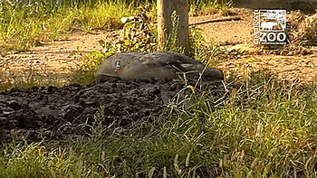 thenatsdorf: Baby black rhino’s first time playing in the mud. [full video]