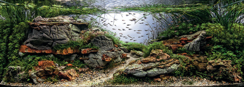 beautymagnified: itscolossal: Awesome Aquariums: Winners of the 2015 International Aquatic Plants La