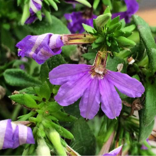 Scaevola is a genus of plants in the family Goodeniaceae. They are commonly known as Fan Flowers for