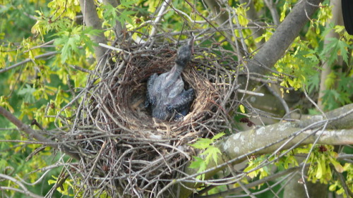 Серая ворона (Corvus cornix).часть 2