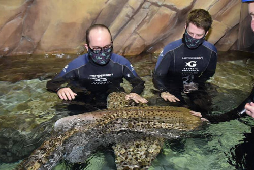 For my birthday this year my husband got us a Shark and Ray Immersion Encounter at the Georgia Aquar